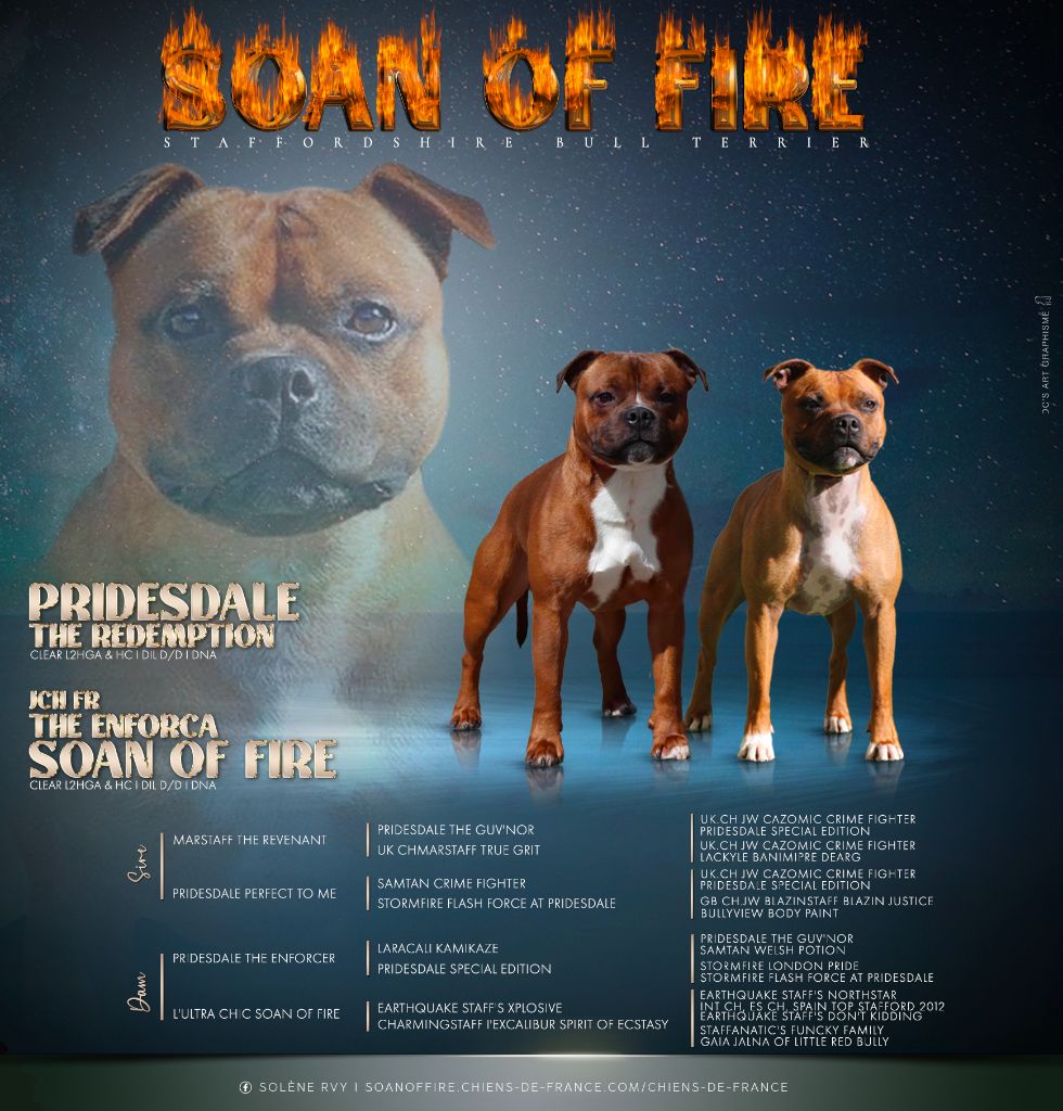 chiot Staffordshire Bull Terrier Soan Of Fire