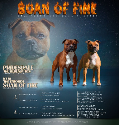 Soan Of Fire - Staffordshire Bull Terrier - Portée née le 28/08/2024