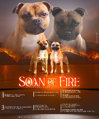 Soan Of Fire - Staffordshire Bull Terrier - Portée née le 01/09/2024