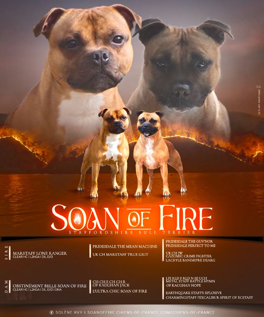 chiot Staffordshire Bull Terrier Soan Of Fire