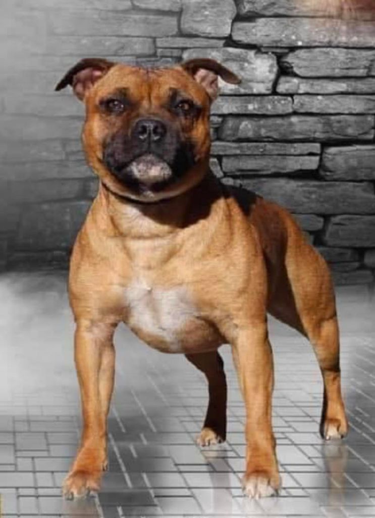 Nobody is perfect Soan Of Fire