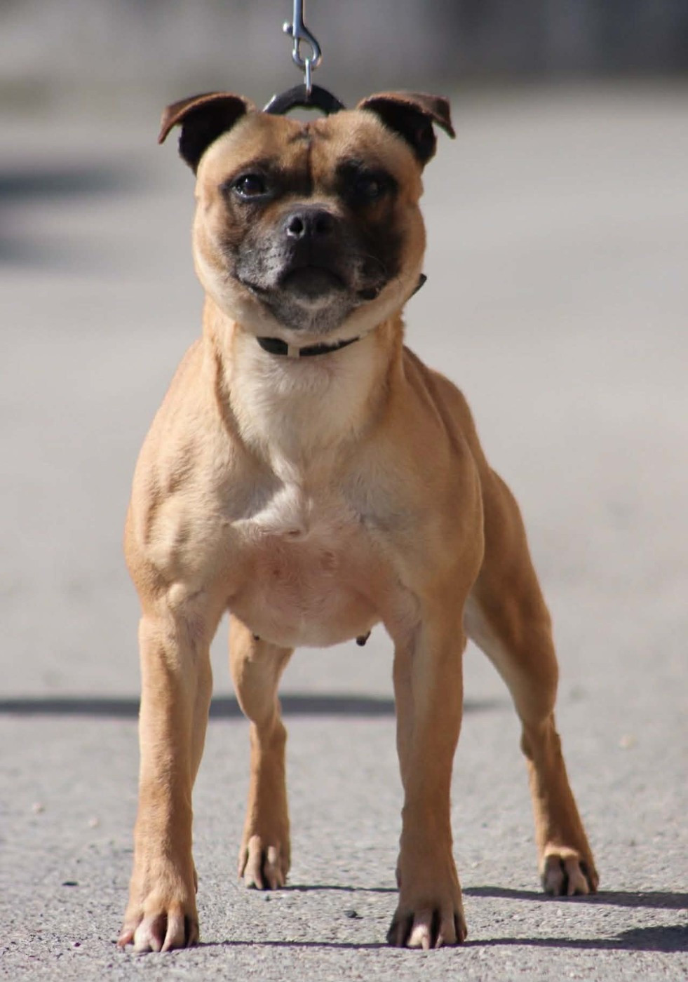 Red dingue 2 toi Soan Of Fire