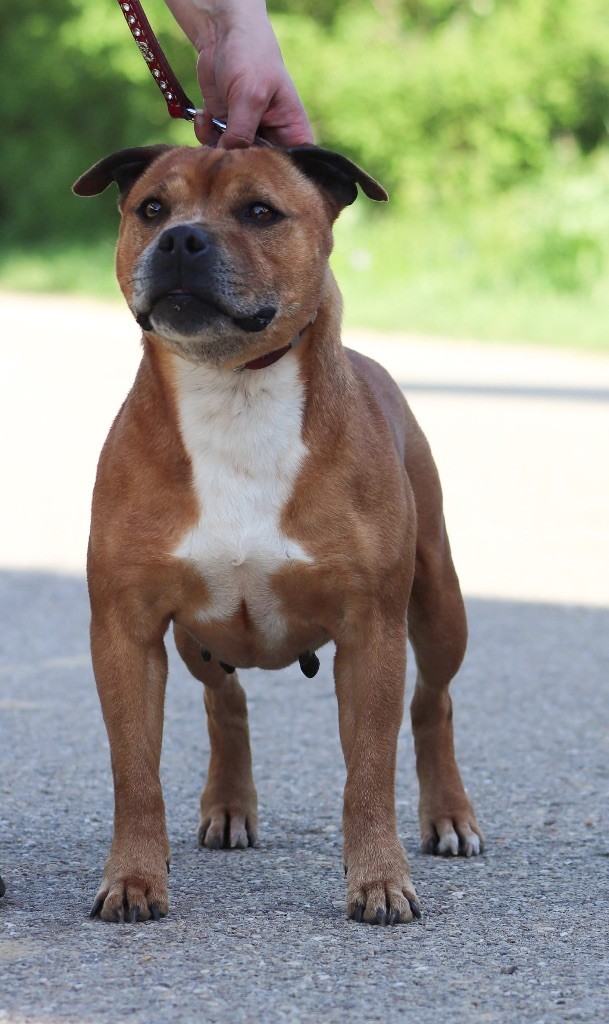 Miss dior Soan Of Fire