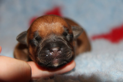CHIOT 3