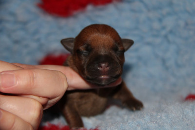 CHIOT 1