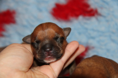 CHIOT 4